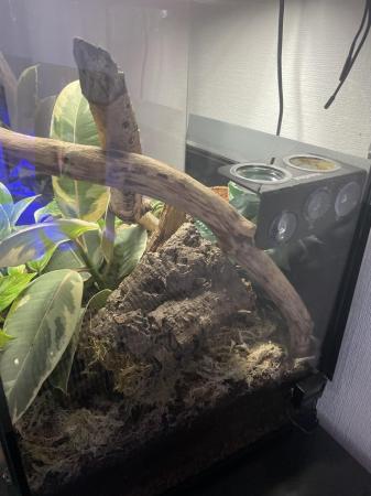 Image 6 of Full vivarium set up with 2 harlequin crested geckos male an