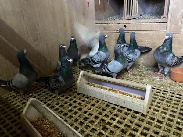 Image 3 of Top quality pigeon sprint to middle distance breeding stock