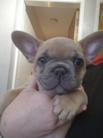 Image 25 of KC Registered French Bulldog Puppies 2 left