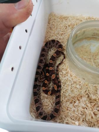 Image 3 of 6 corn snake hatchlings ready to leave now.