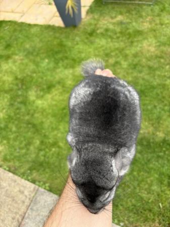 Image 2 of Male standard grey chinchilla ready now