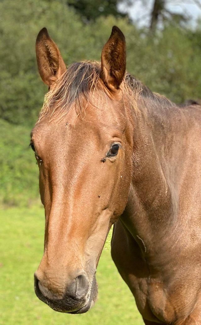 Preview of the first image of Quality 3 yo gelding to make 17:2hh homebred.