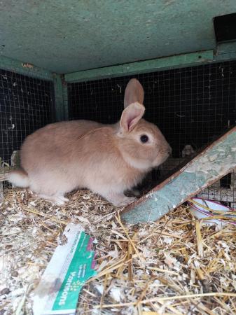 Image 3 of Friendly male rabbit for sale