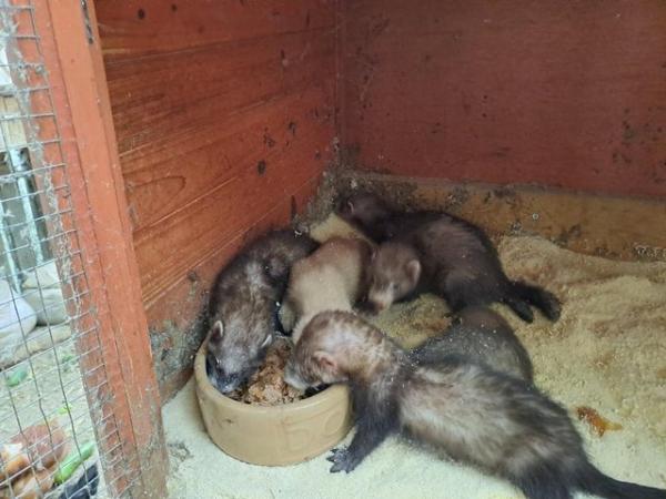 Image 5 of ferret kits for sale now 8 weeks......hand tame......