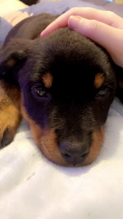 Image 14 of Rottweiler pup looking for her forever home