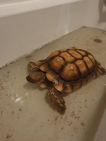 Image 2 of Large male sulcata tortoise