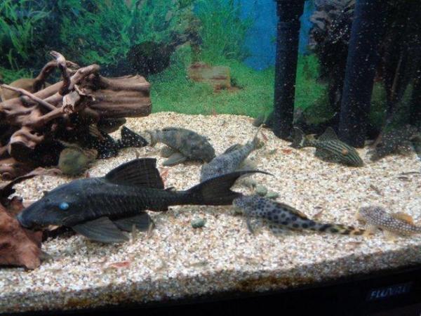 Image 3 of Rare Plecos L numbers for sale