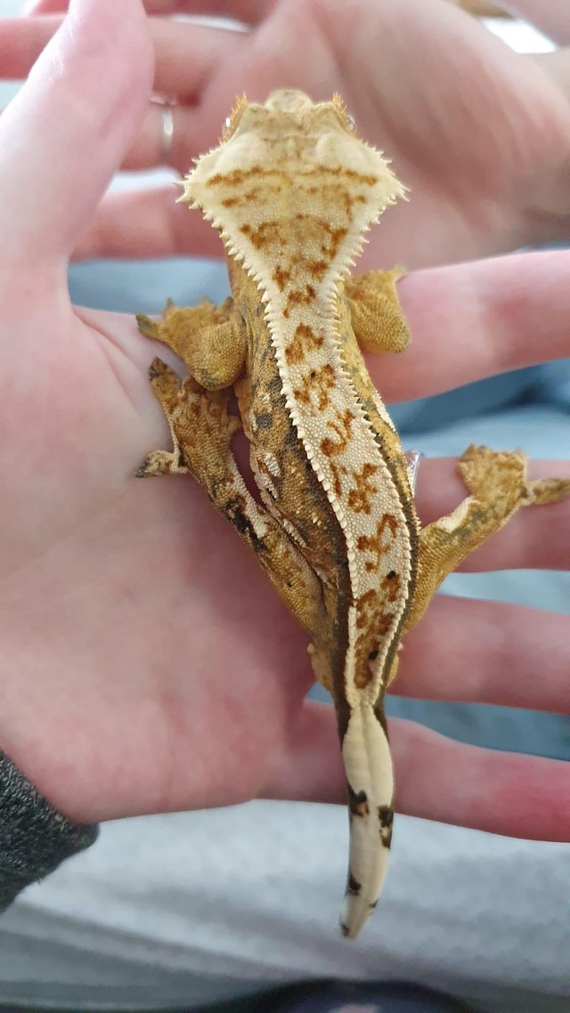 Preview of the first image of Gorgeous Tri Colour Harlequin Pinstripe Crested Gecko CB 22.