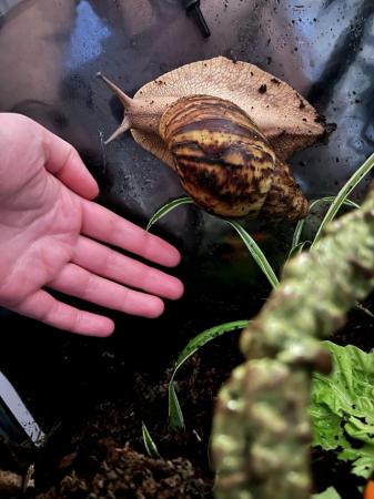 Image 5 of Two giant African land snail with enclosure