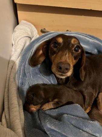 Image 2 of Beautiful miniature dachshunds puppies