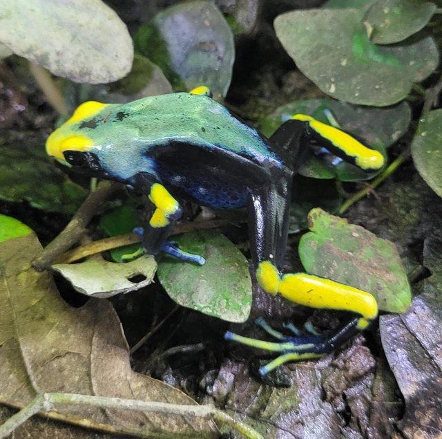 Preview of the first image of Dart frog dendrobate Tinctorius Tumucumaque (peacock).