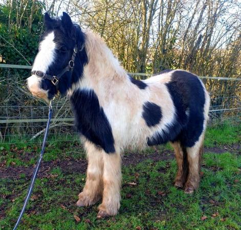 Image 3 of Super quiet Small Adult/ Child pony for sale