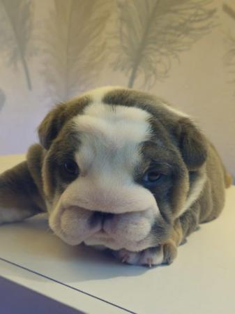 Image 11 of English Bulldog Puppies, Blue & Tan, Blue & White For Sale