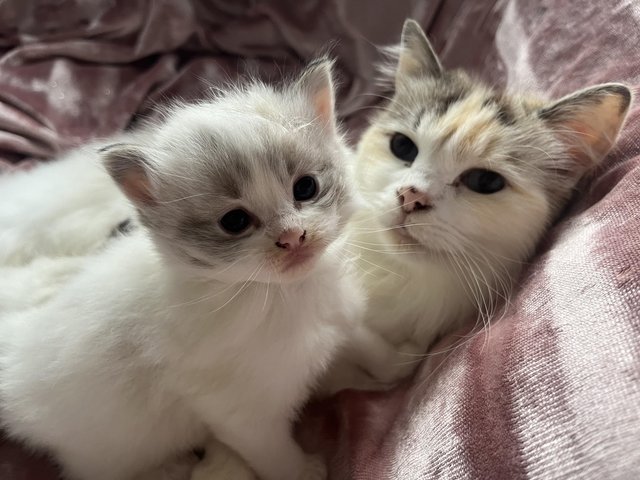 Preview of the first image of Super fluffy Female ragdoll kittens.