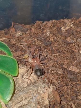 Image 5 of Tarantulas and Scorpions Available