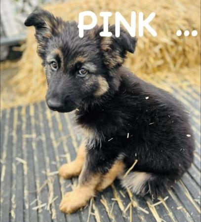 Image 5 of German Shepherd Puppies HALF PRICE!!!!!
