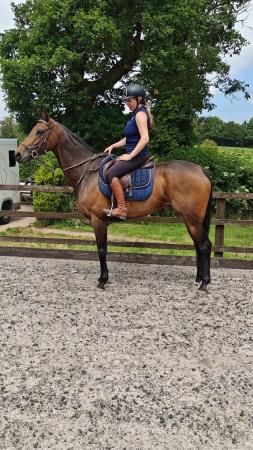 Image 1 of Very classy ROR 4 yr old filly.