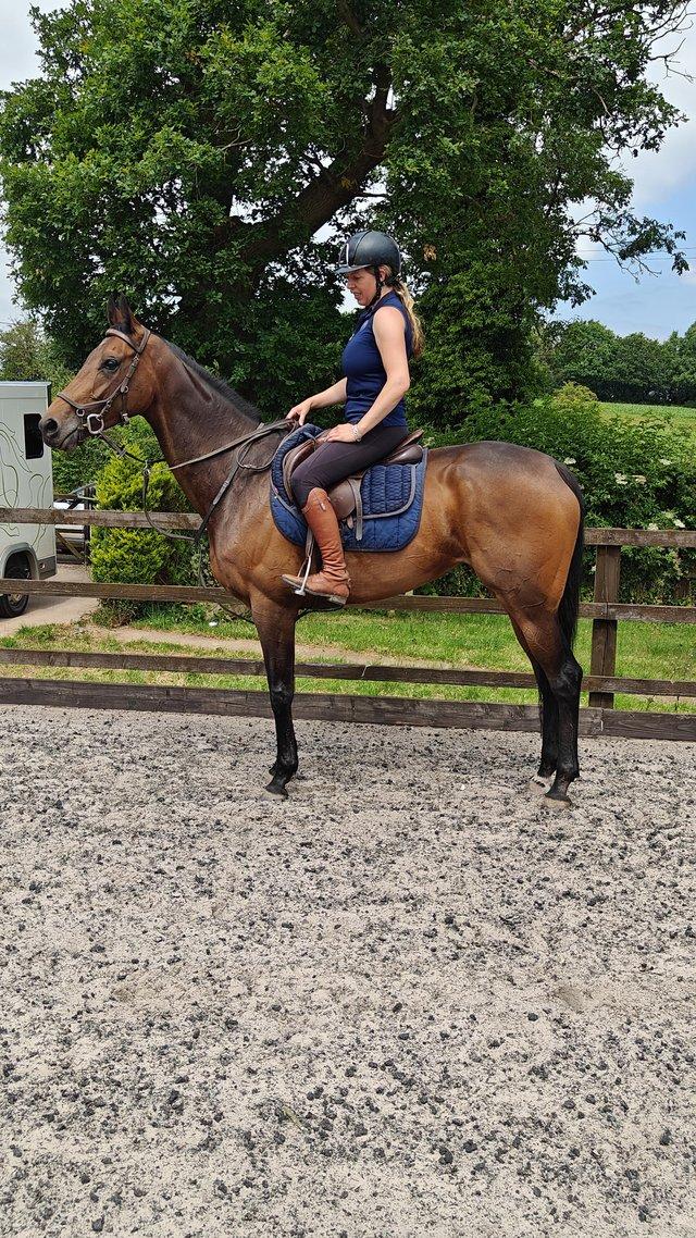 Preview of the first image of Very classy ROR 4 yr old filly..