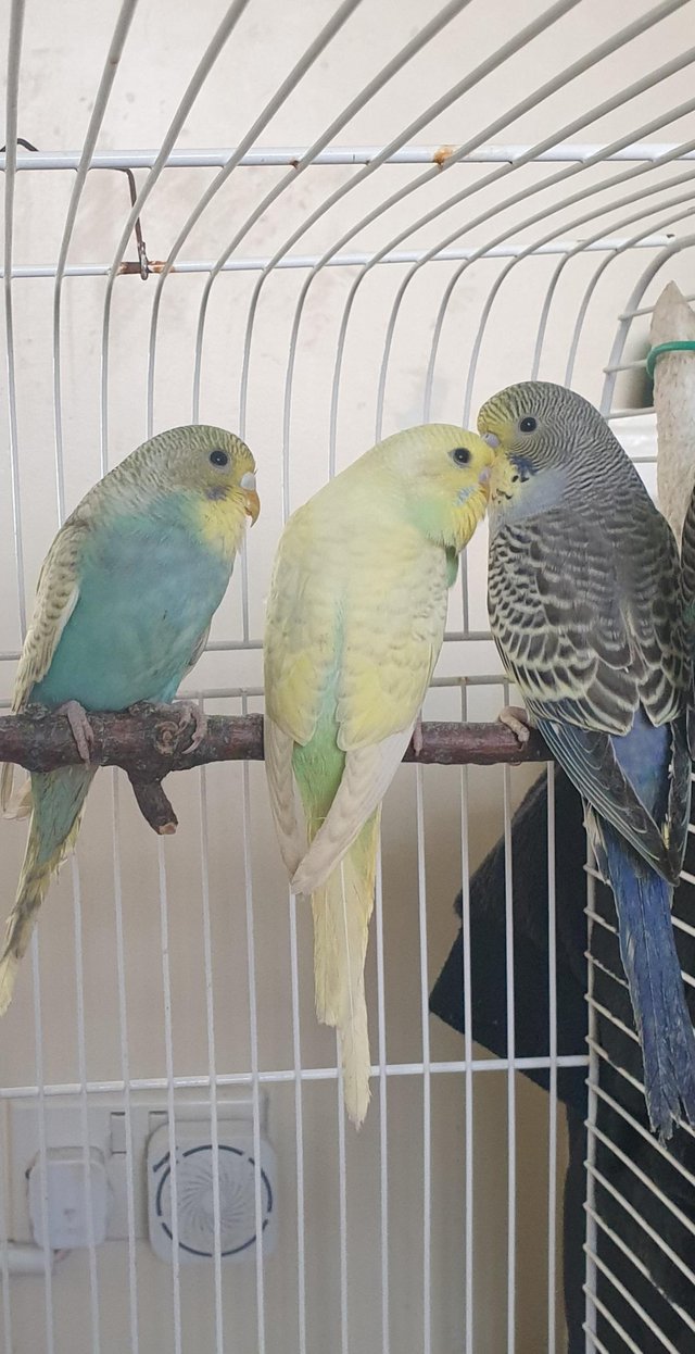 Preview of the first image of Baby budgies available now.