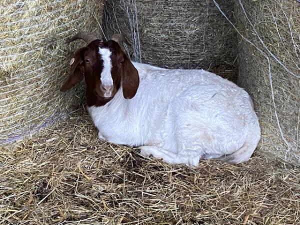 Image 1 of Boer goat female 2 years old