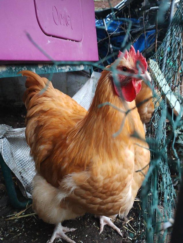 Preview of the first image of Buff Orpington Cockerels - from champion stock.