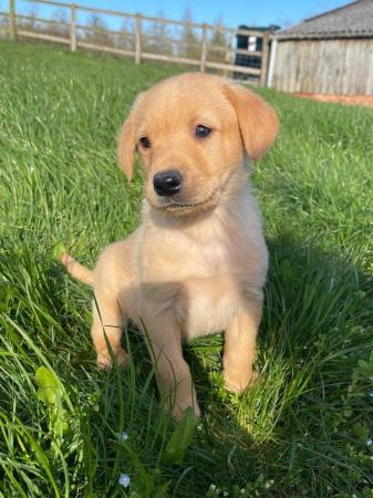 Image 12 of OUTSTANDING LITTER OF FOX RED AND YELLOW LABRADOR PUPPIES
