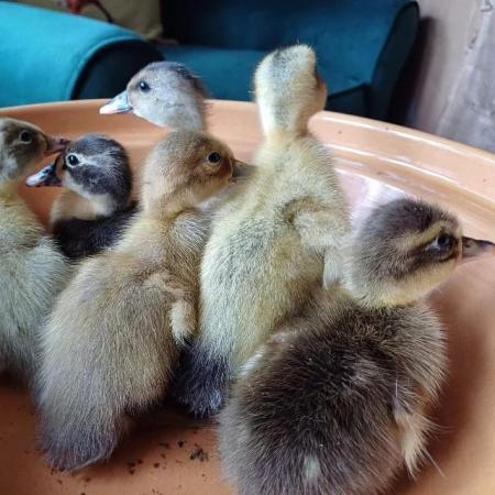 Image 22 of Gorgeous Indian Runner Ducklings