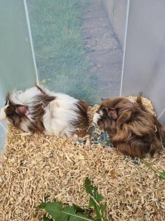 Image 12 of Adorable baby Guineapig's for sale.