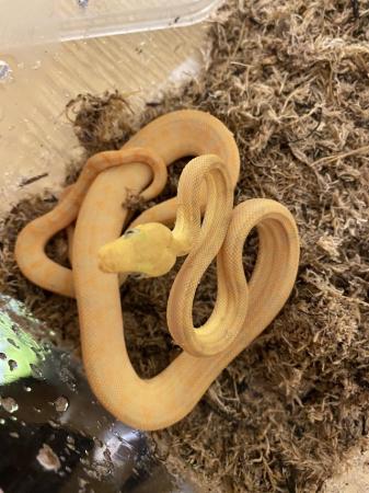 Image 6 of Baby Amazon tree boas11 baby’s all eating well  3,5,6 sold