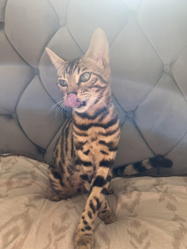 Preview of the first image of Young female Bengal Cat.