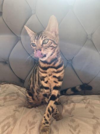 Image 1 of Young female Bengal Cat
