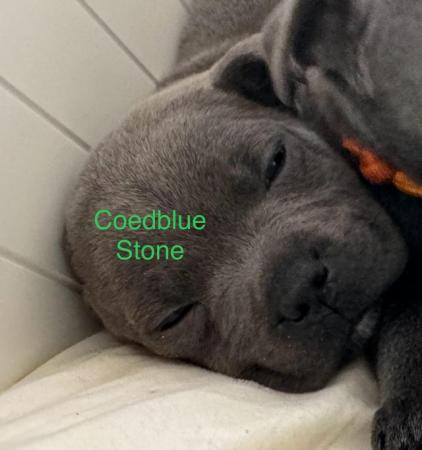 Image 25 of 7 beautiful champion blue Staffordshire bull terrier puppies