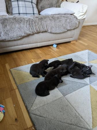 Image 1 of Four beautiful kittens for sale available now