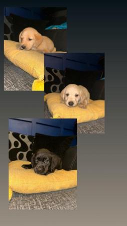 Image 2 of Adorable Labrador puppies 3 LEFT READY TO LEAVE