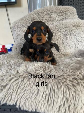 Image 7 of Dachshund puppies dapple and black tan miniature