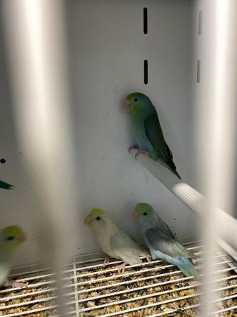 Image 8 of Baby celestial parrotlets ready for new homes