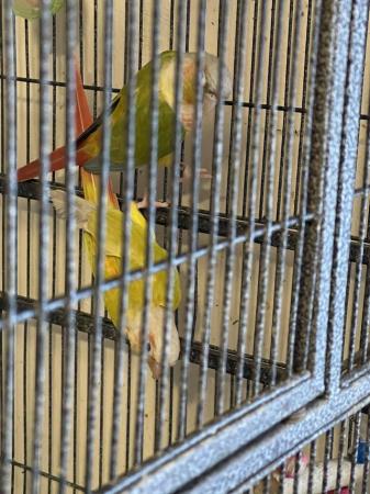 Image 5 of Beautiful pairs conures for sale