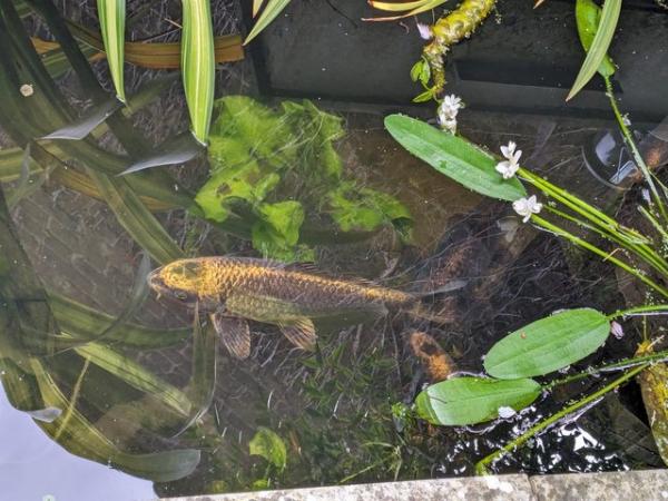 Image 1 of KOI CARP FOR SALE APPROX 30CM