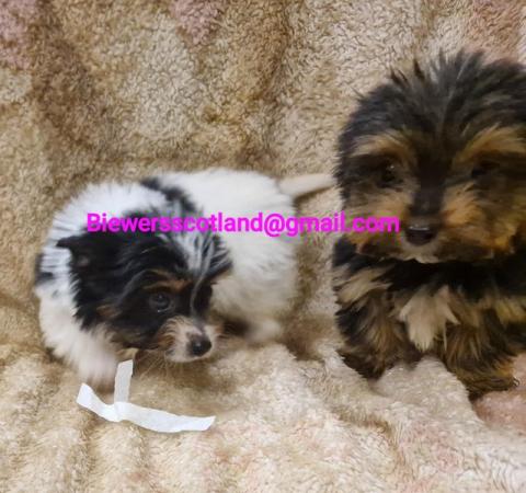 Image 3 of biewer terriers (colourful Yorkshire yorkies) Ready now