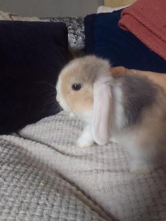 Image 1 of 8 week old mini lop rabbits