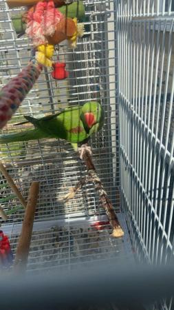 Image 2 of Hand tame young alexandrine parrot