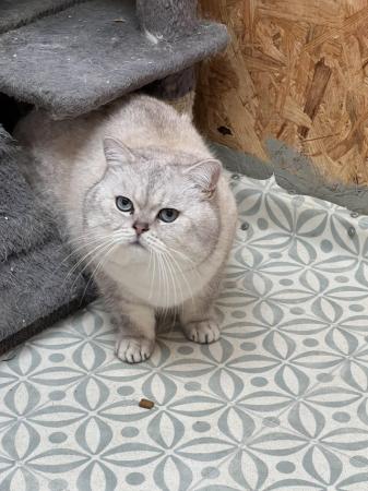 Image 4 of British shorthair tabby kitten TICA