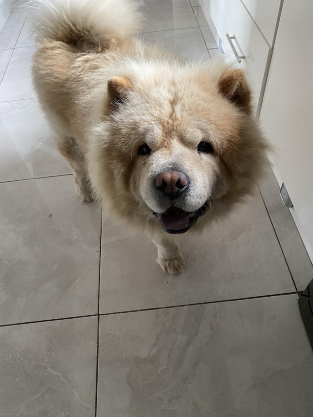 Preloved chow chow best sale