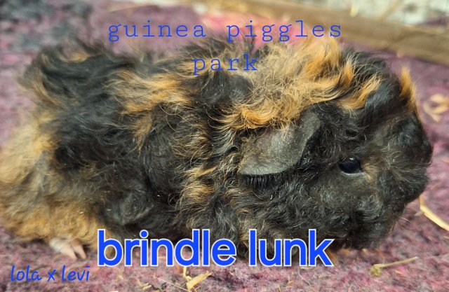 Image 6 of Stunning baby boar/male guinea pigs