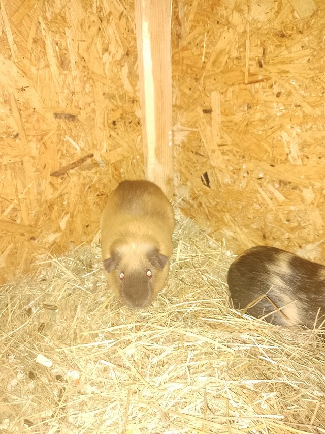 Preview of the first image of 6 months old male guinea pig.