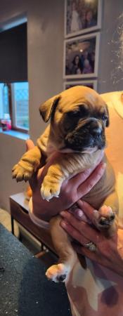Image 2 of Boxer / French bulldog (froxer) puppies