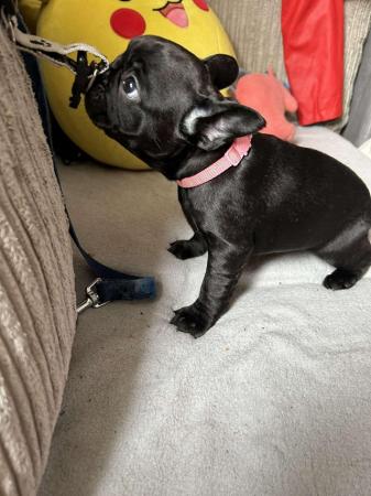 Image 8 of Kc frenchbulldog pups £900