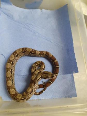 Image 6 of sonoran dwarf boas for sale lovely snakes