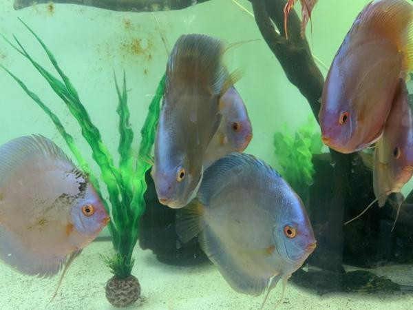 Image 1 of Discus Fish captivating freshwater beauties can deliver