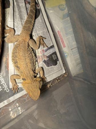 Image 3 of Bearded dragon looking for 5* home
